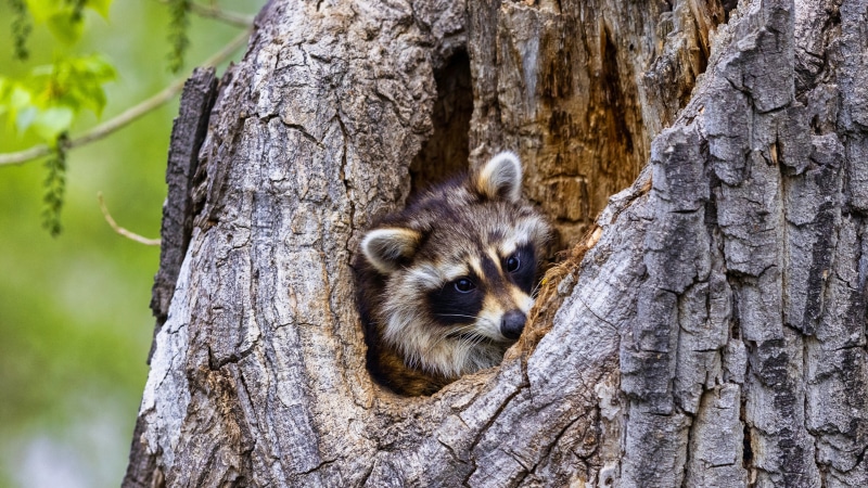 Raccoon peeking from a tree hollow