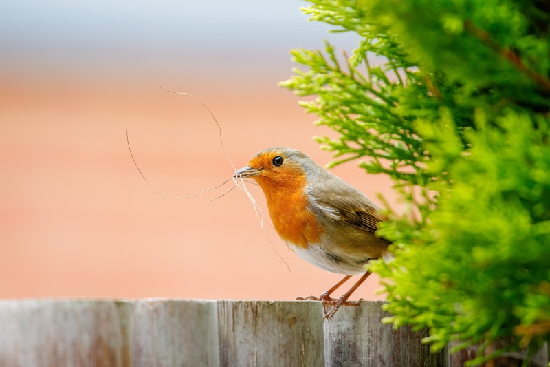 European Robin with Nesting Material
