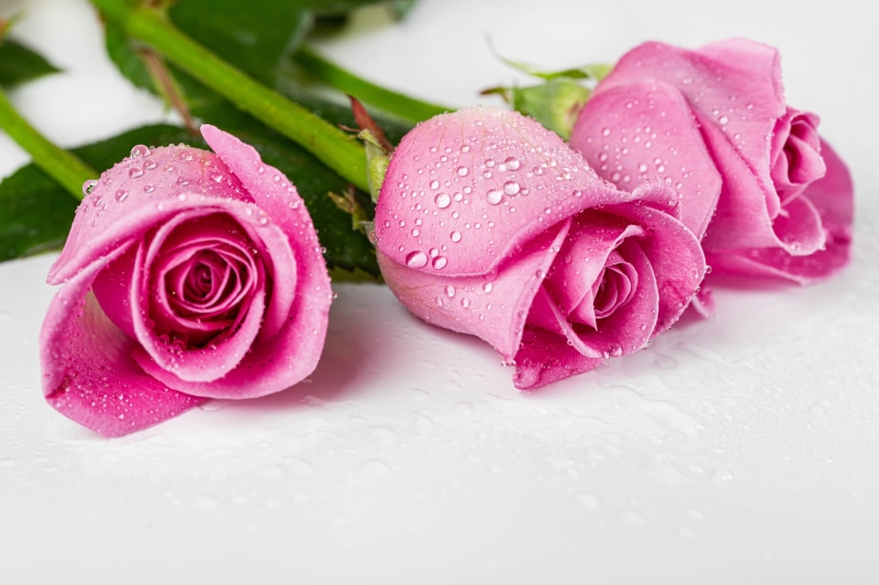 Three pink roses with water drops