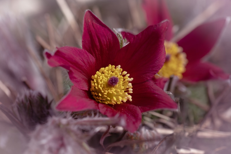 Closeup of a Pulsatilla flower with bokeh
