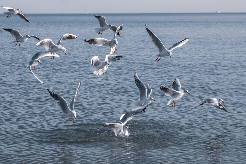 Many Gulls Flying Over Water
