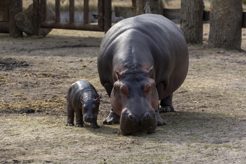 Two Hippos, Mother and Cub