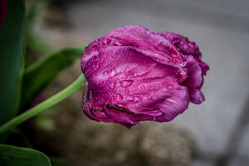 Purple tulip with water drops