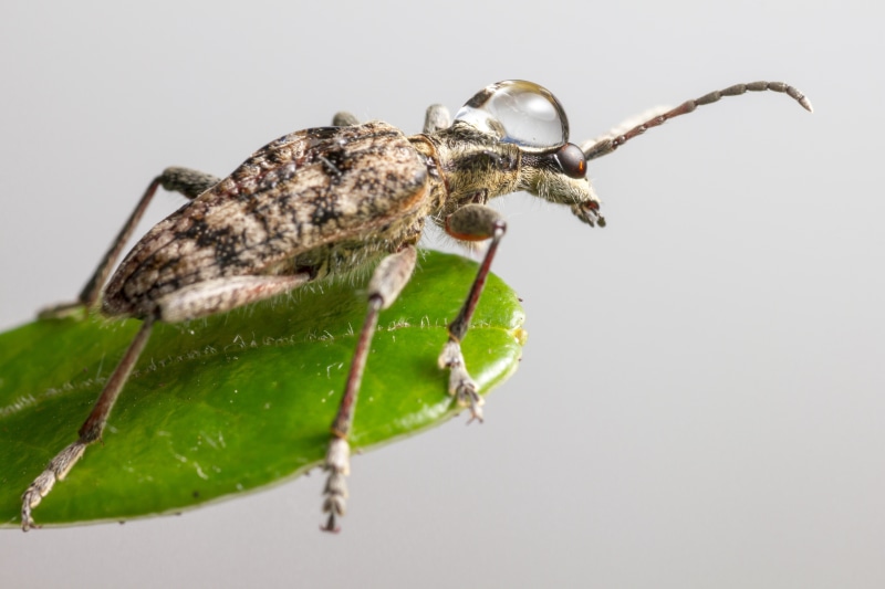 Monochamus saltuarius beetle with water droplet
