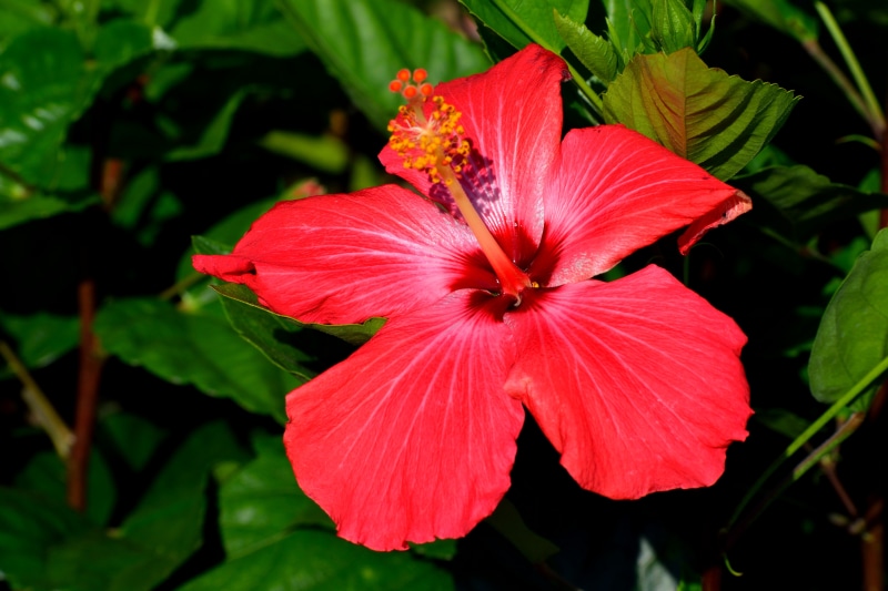 Red Hibiscus Flower Closeup