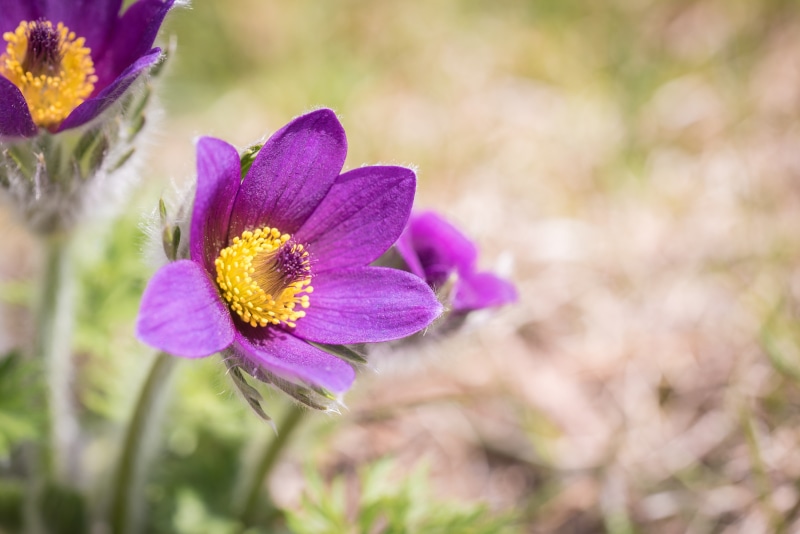 Purple Pulsatilla flowers with yellow centers