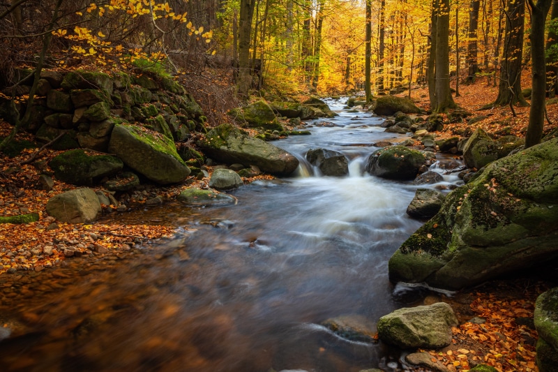 Autumn forest stream with mossy stones and foliage