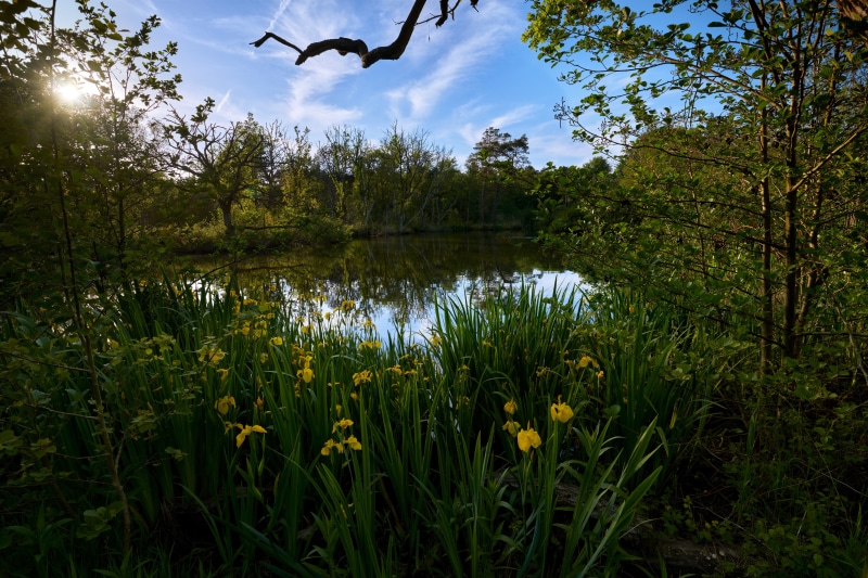 Pond with yellow irises and sun rays in Netherlands