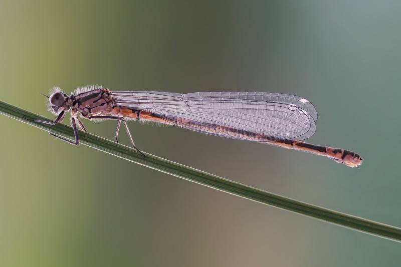 Coenagrion pulchellum damselfly on a blade of grass