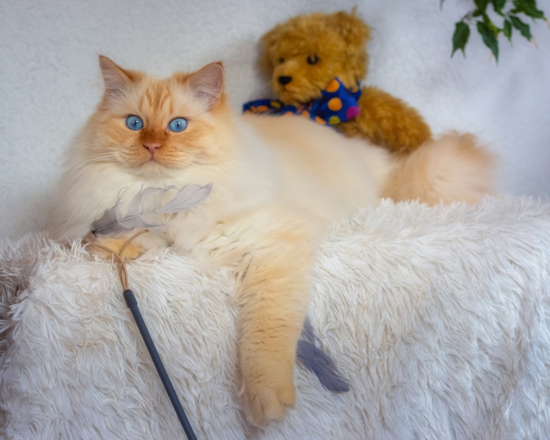 Ragdoll cat with blue eyes and teddy bear