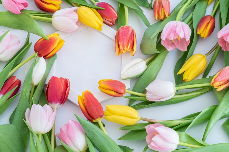 Many colorful tulips around a white frame