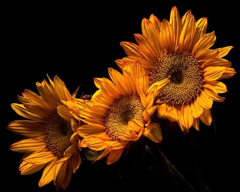 Three Sunflowers on Black Background