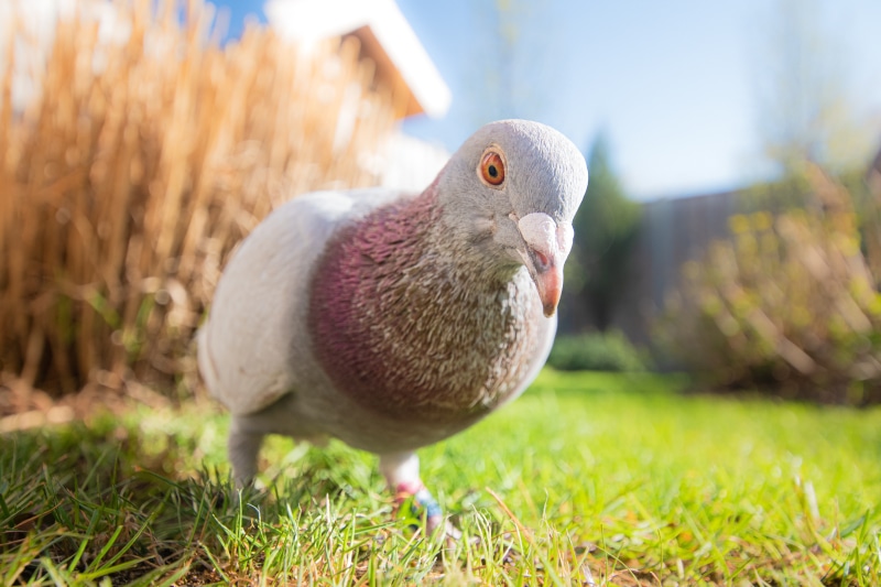 Closeup of a pigeon on grass