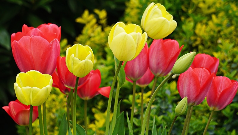 Red and yellow tulips in a garden