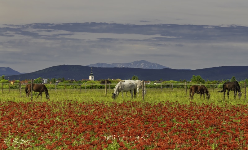 Horses grazing in a poppy field with a village and mountains in the background