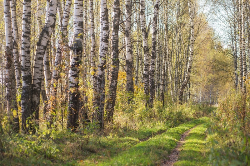 Birch Trees and Trail in Autumn Forest