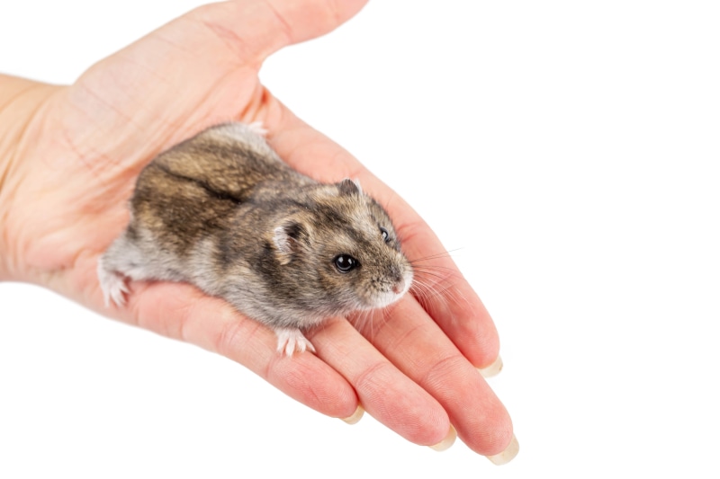 A hamster rests on a person's hand