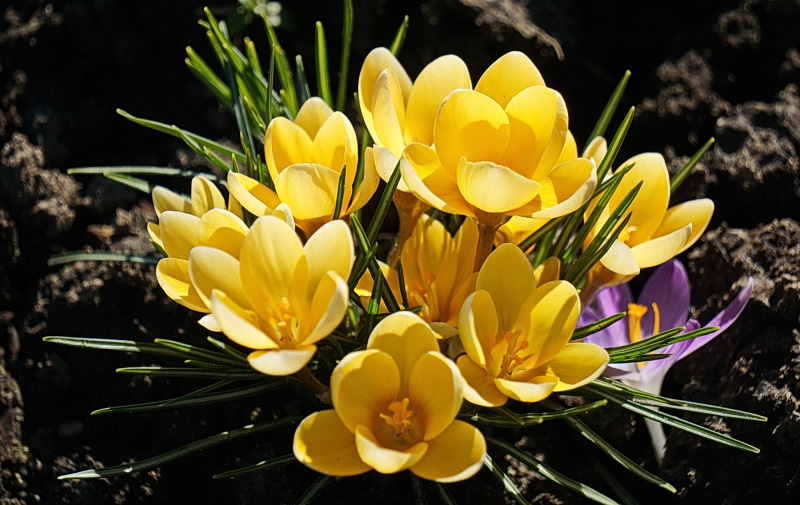 Yellow and purple crocuses blooming in dark soil