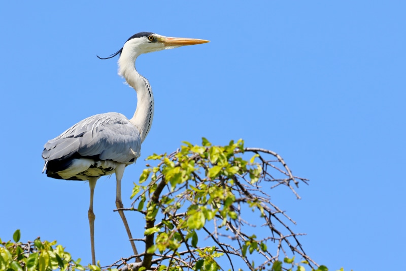 Grey Heron perched on a tree branch