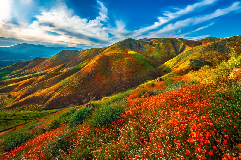 Walker Canyon California Wildflowers in Spring