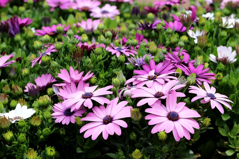 Many Violet Osteospermum Flowers
