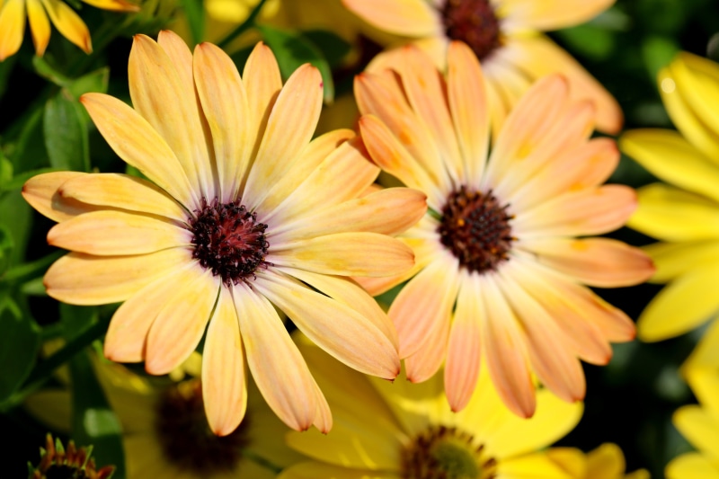 Yellow Osteospermum flowers with dark centers