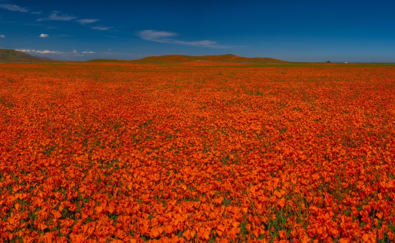 Field of Red Poppies Under a Blue Sky
