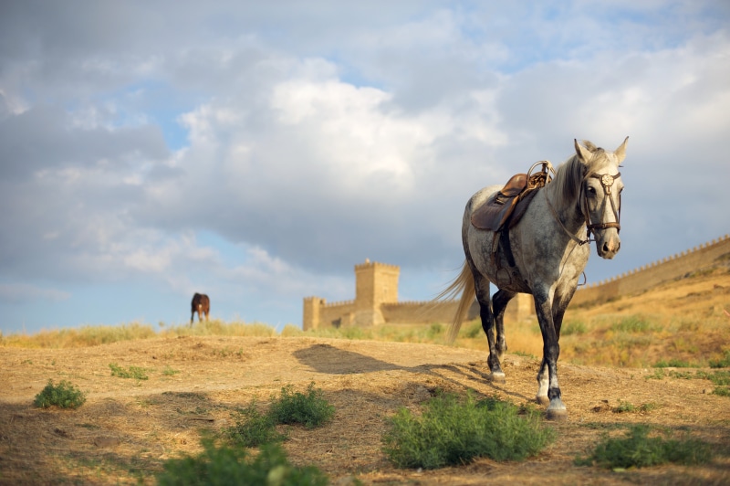 4K Horses near Fortress