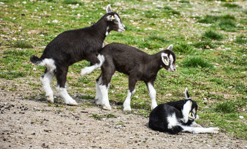 Three baby goats playing in the grass