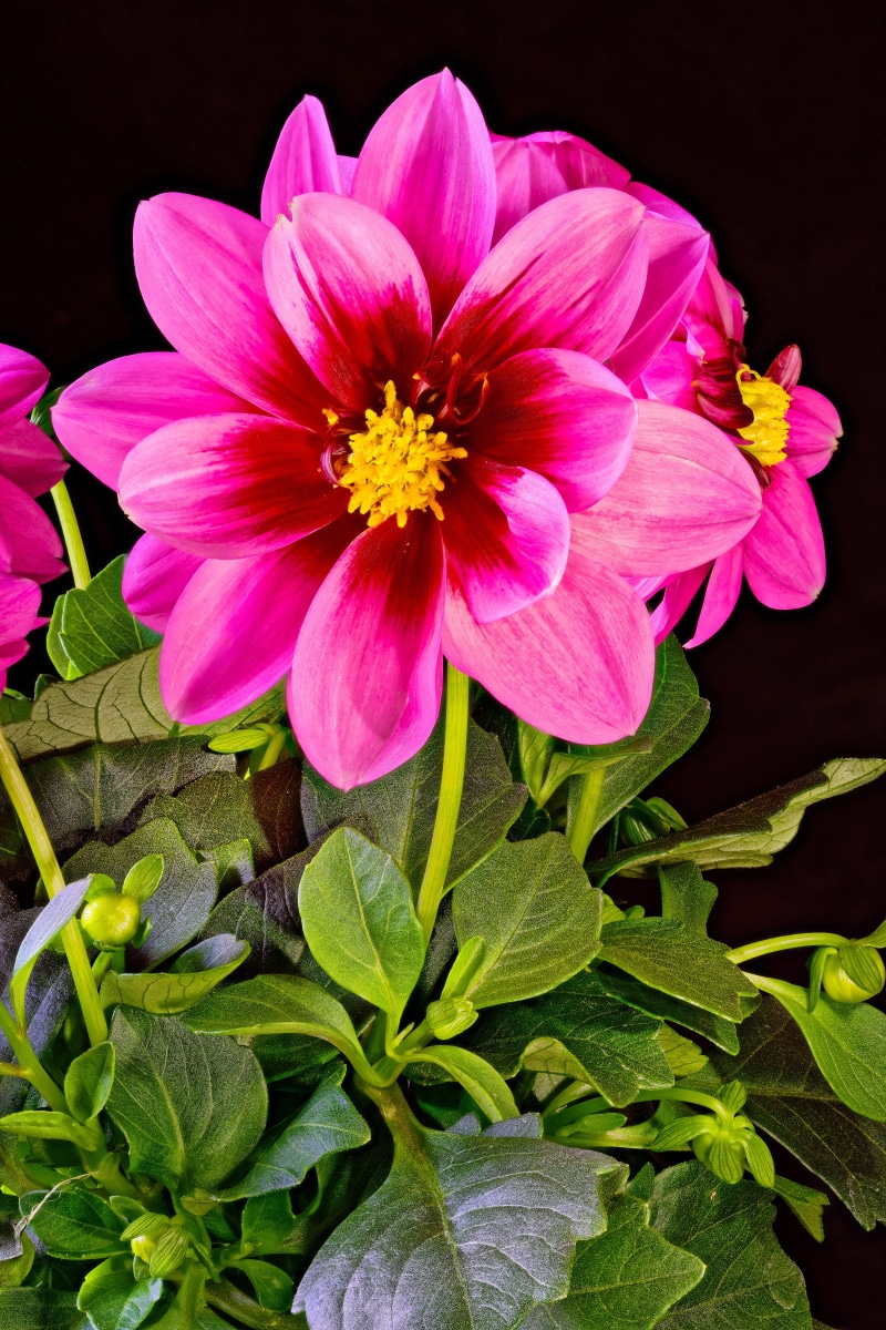 4K Pink Dahlias with Dark Background