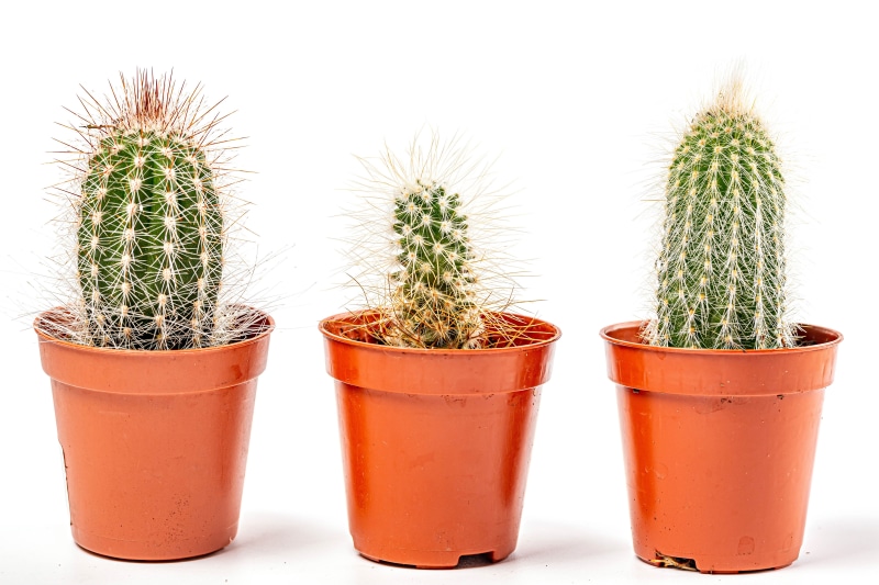 Three potted cacti on a white background