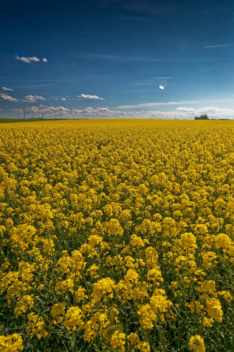Field of yellow rapeseed flowers under a blue sky