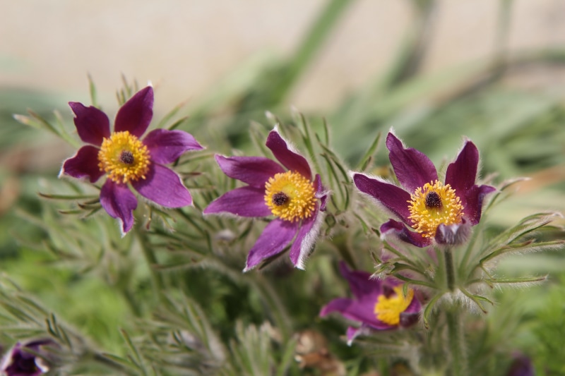 Purple Pulsatilla flowers with yellow centers