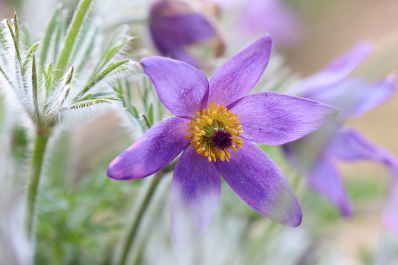 Purple Pulsatilla flower with bokeh