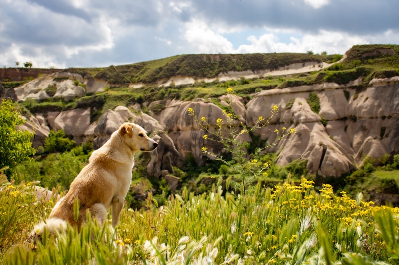 Dog sitting in a field with rocky hills