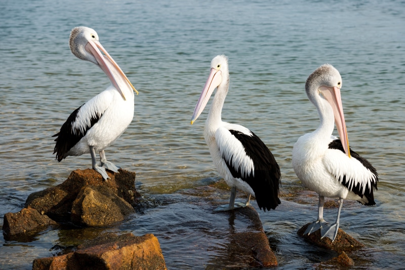 Three Pelicans on Rocks by the Water