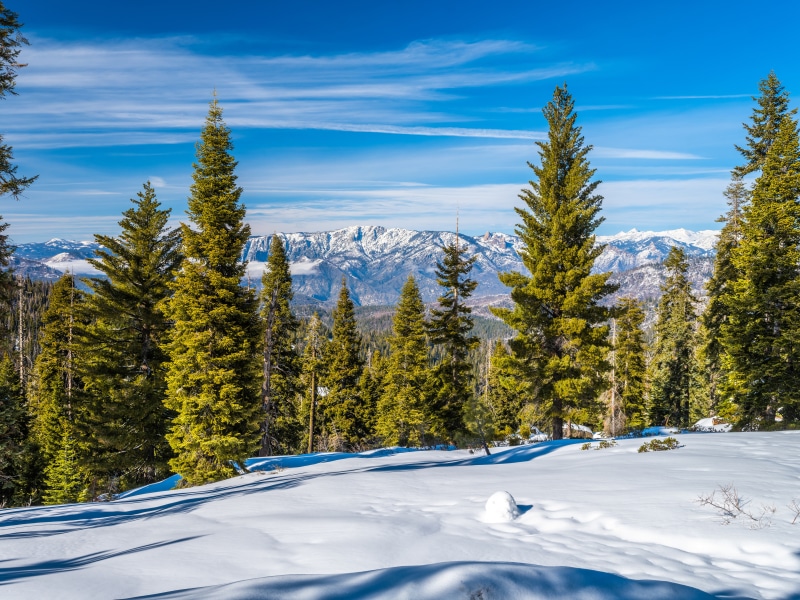 Snowy Kings Canyon National Park with Pine Trees and Mountains