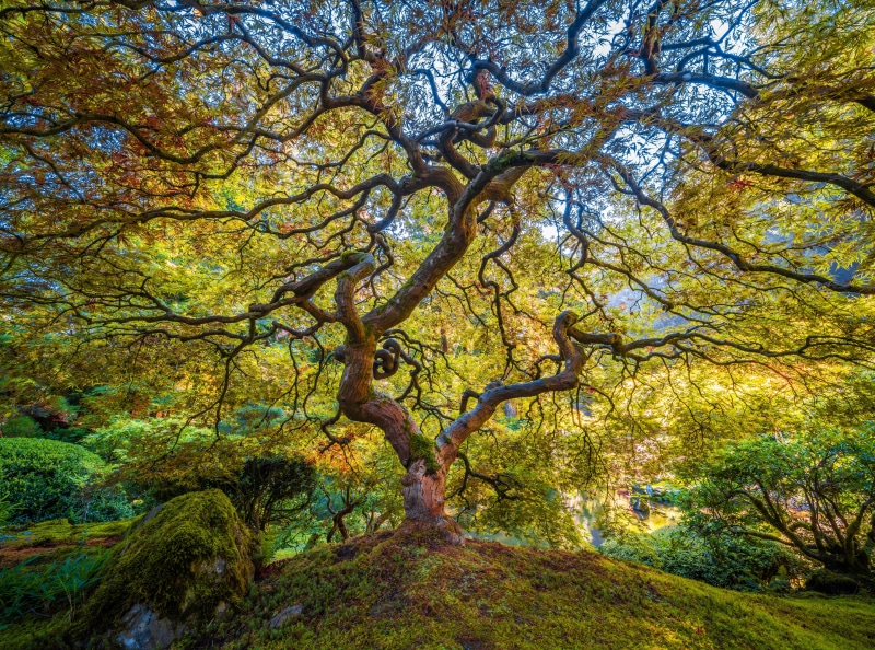 Twisted Japanese Maple Tree in Portland Japanese Garden
