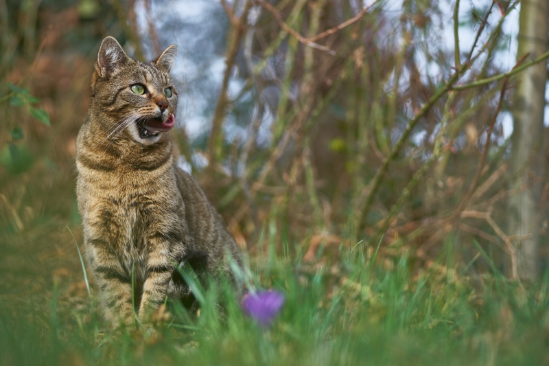 Tabby cat sitting in grass with purple flower