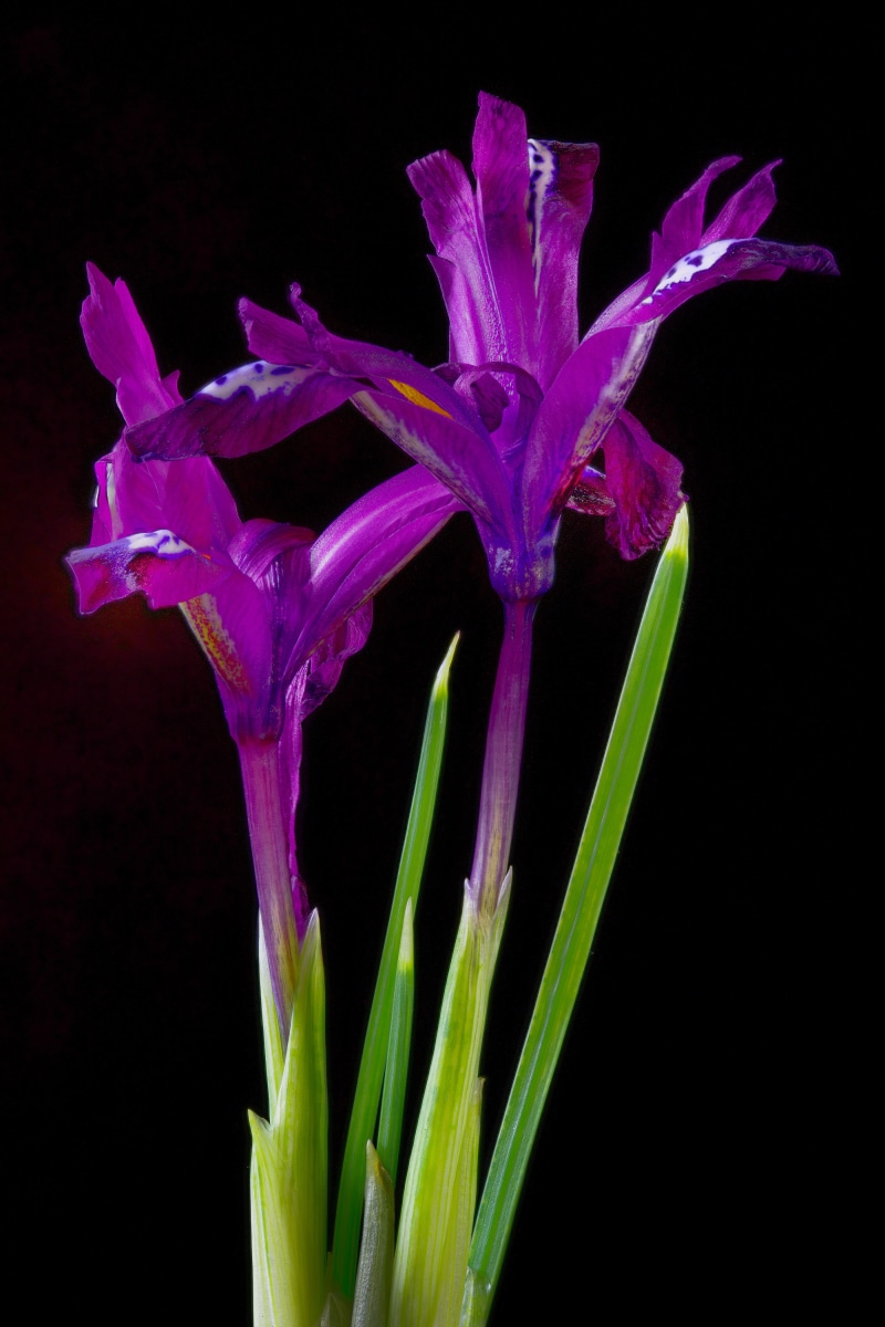 Two purple irises with green stems on black background