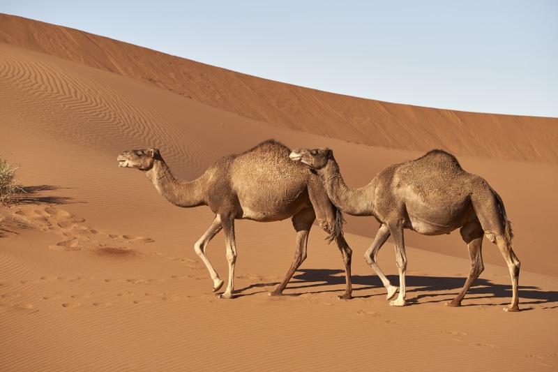 Two Camels Walking in the Desert