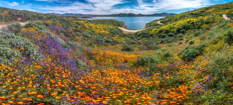 Diamond Valley Lake California Wildflowers Panorama