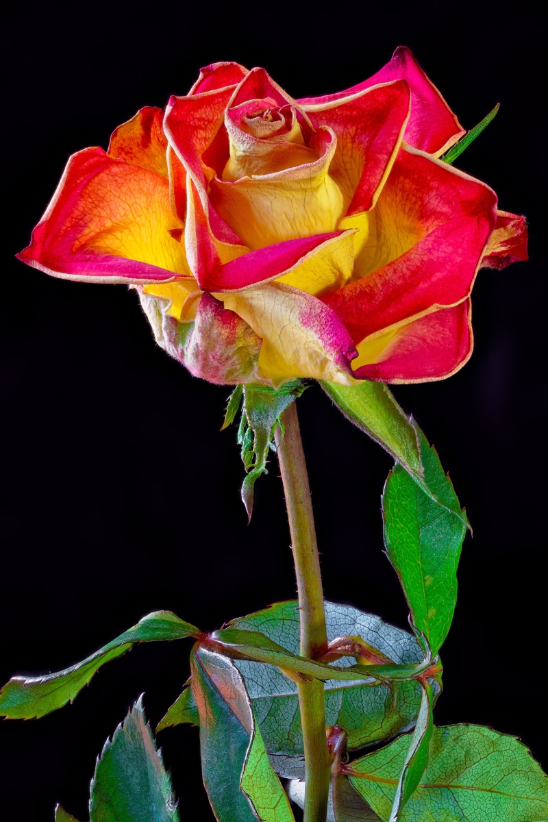 Bicolor rose with yellow and red petals on black background