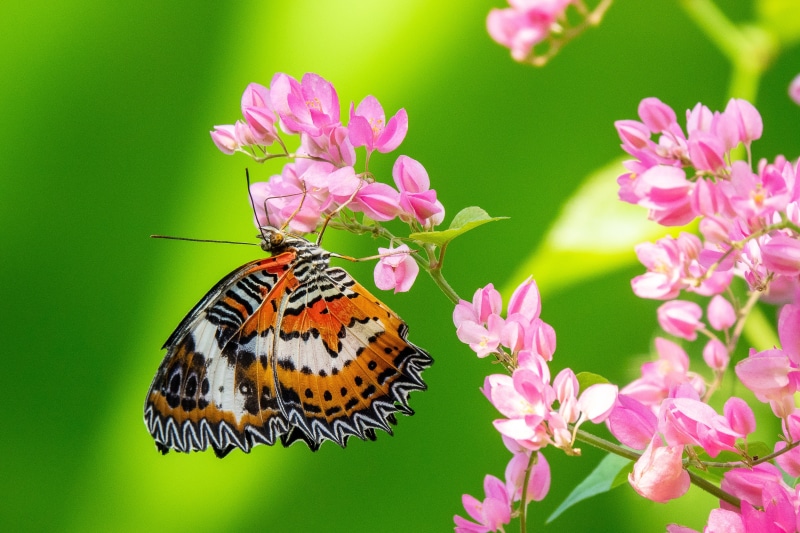 Leopard Lacewing butterfly on pink flowers
