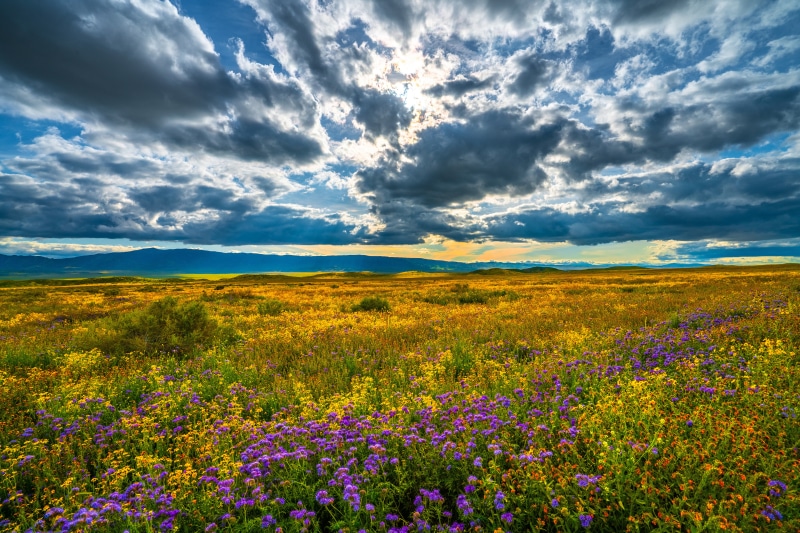 Carrizo Plain National Monument Grasslands with Wildflowers and Clouds