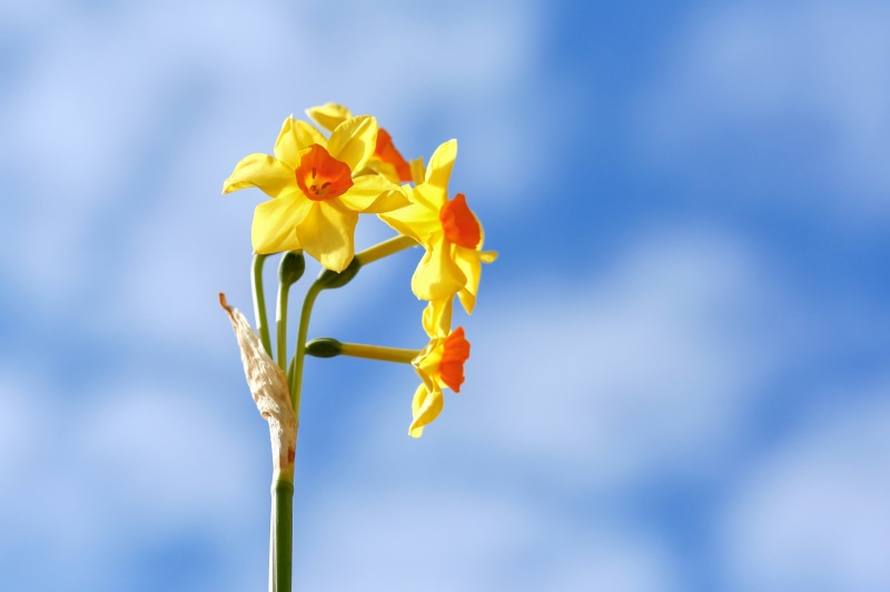 Yellow and orange daffodils against a blue sky
