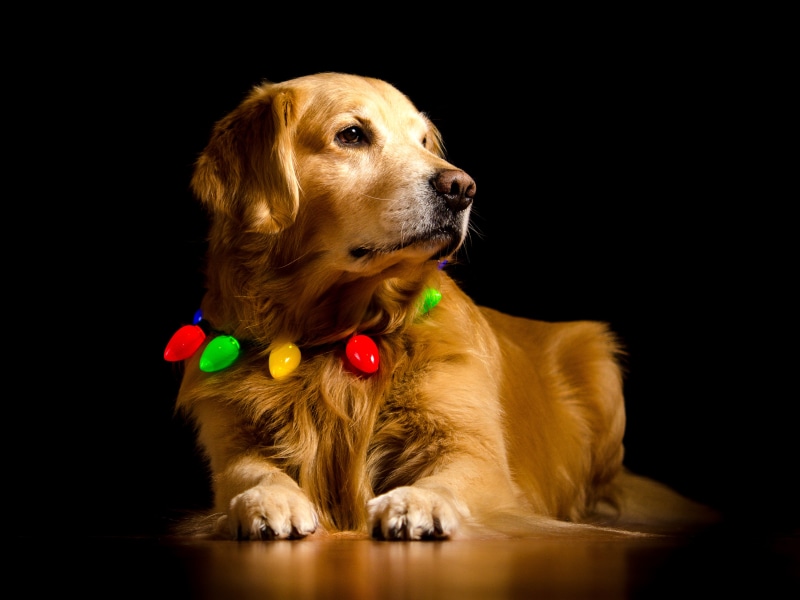 Golden Retriever dog wearing Christmas lights