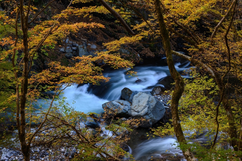 River flowing through a Japanese forest in autumn