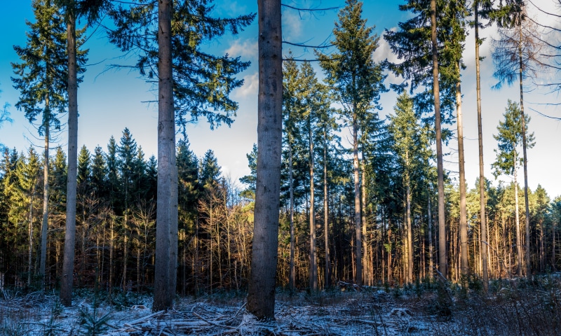 Forest with snow and spruce trees