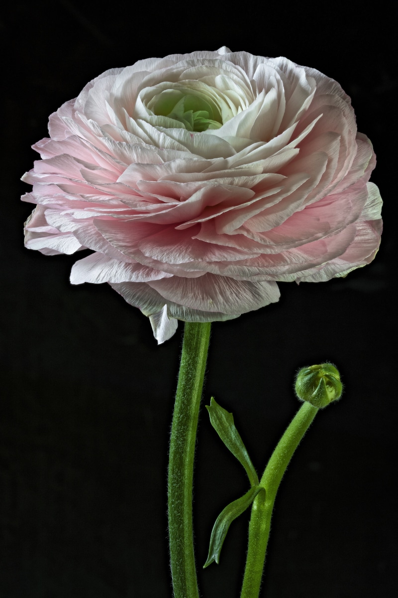 Pink Ranunculus flower with bud on black background
